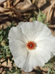 Argemone platyceras (Argemone platyceras)