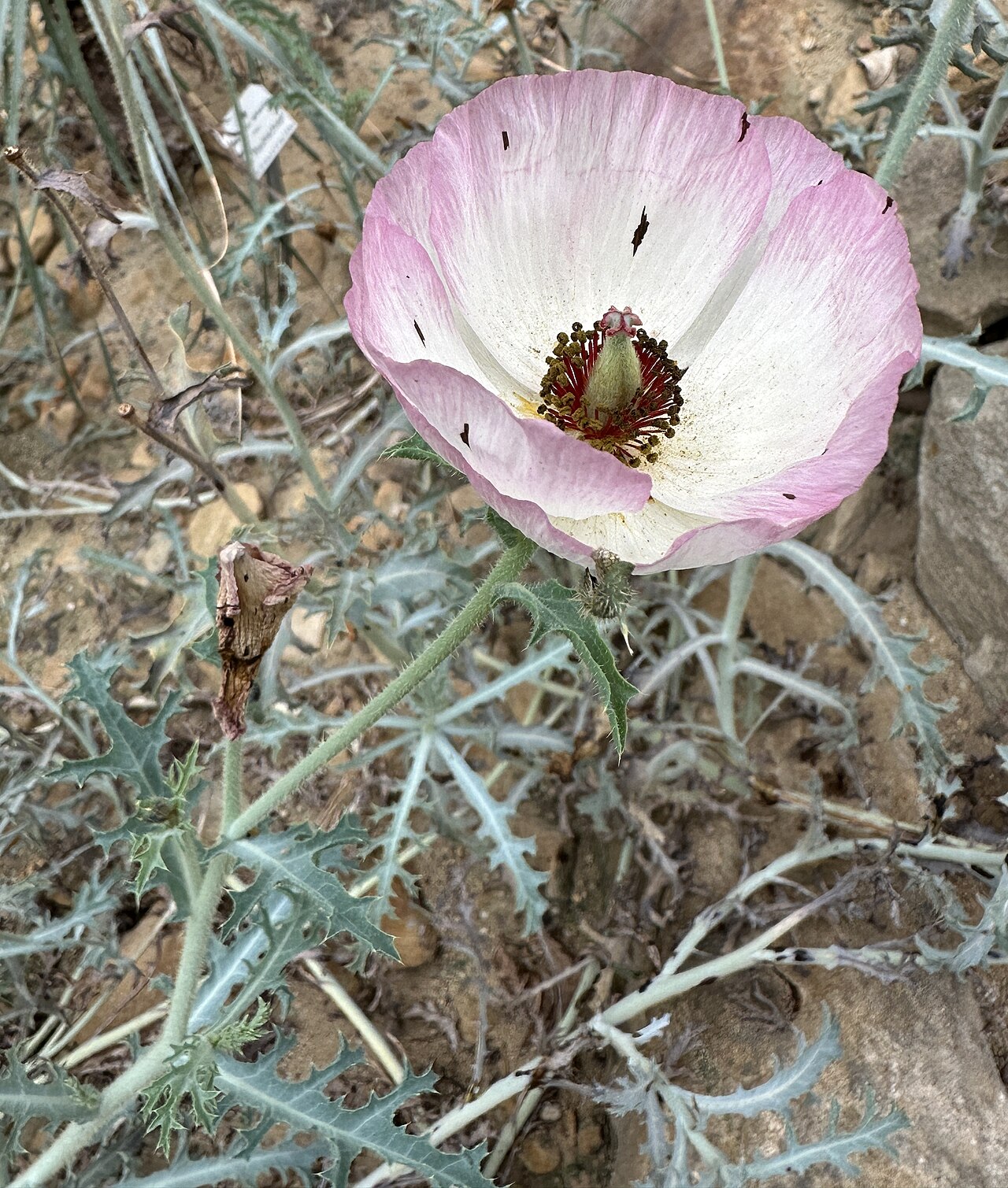 Argemone rosea: Argemone rosea im Botanischen Garten Dresden