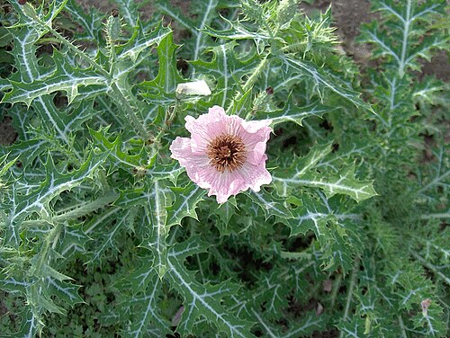 Red pricklypoppy: Rose Prickly Poppy