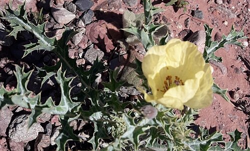 Argemone subfusiformis: Argemone subfusiformis (Cardo Santo) es una especie de planta de la familia Papaveraceae.
