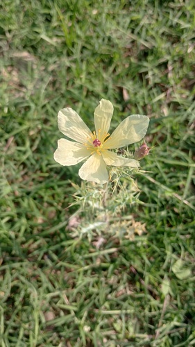 Argemone subfusiformis (Argemone subfusiformis)