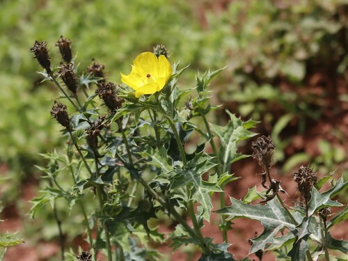 Argemone subfusiformis (Argemone subfusiformis)