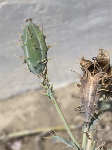 Argemone subfusiformis (Argemone subfusiformis)