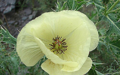 Argemone subfusiformis: One of the prickly poppies known as Cardo Santo. In context at www.dixpix.ca/sth_cordillera/flora/buttercups/index.html
