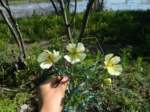 Argemone subfusiformis (Argemone subfusiformis)
