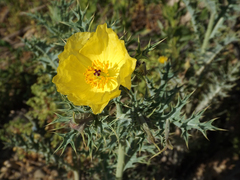 Argemone subfusiformis (Argemone subfusiformis)