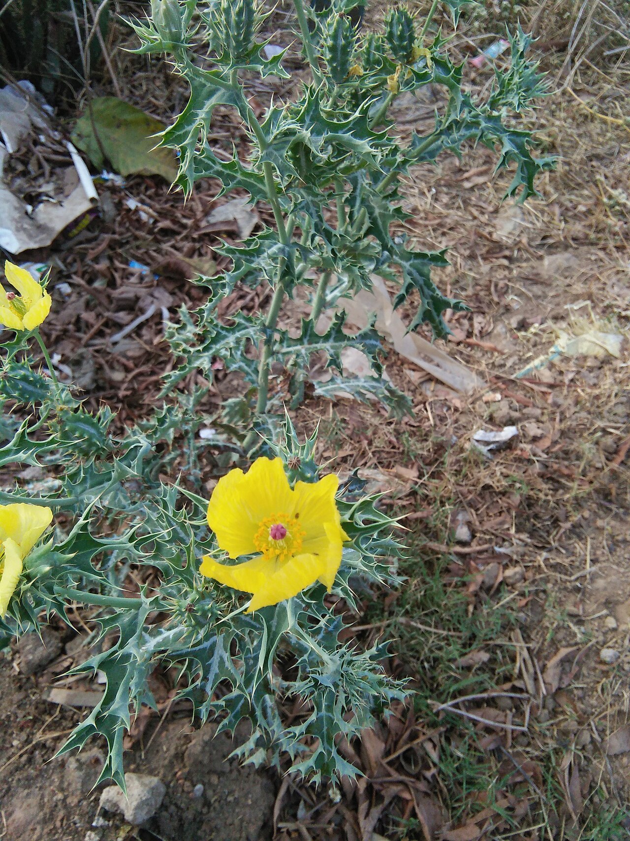 Argemone subfusiformis: This plant belongs to the poppy family and is very spiny. It is usually seen on roadsides in India