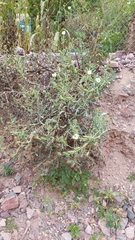Argemone subfusiformis (Argemone subfusiformis)