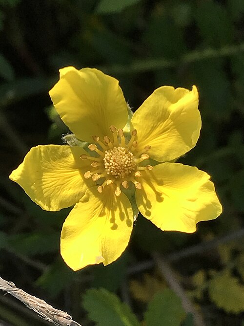 Silverweed: Picture of Argentina anserina from iNaturalist.