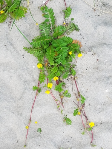 Silverweed (Argentina anserina)