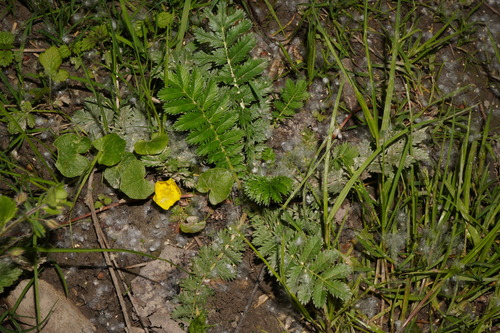 Silverweed (Argentina anserina)