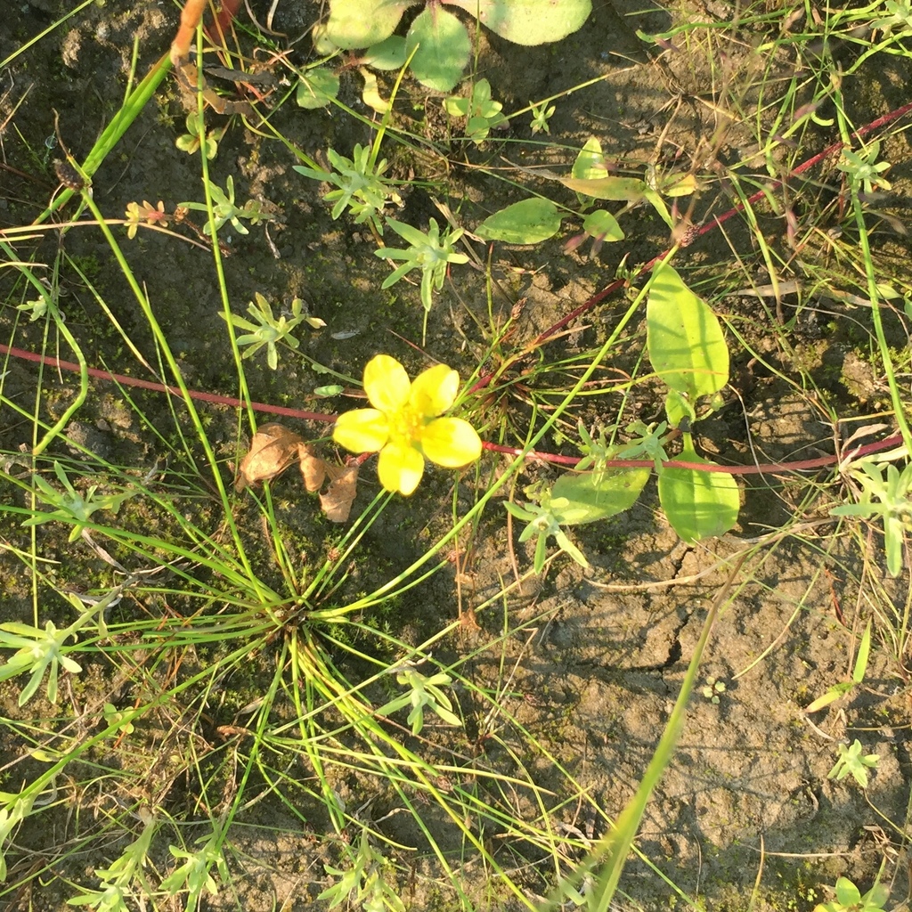 Silverweed (Argentina anserina)