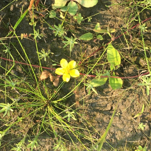 Silverweed