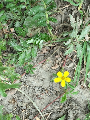 Silverweed (Argentina anserina)