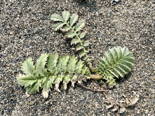 Silverweed (Argentina anserina)