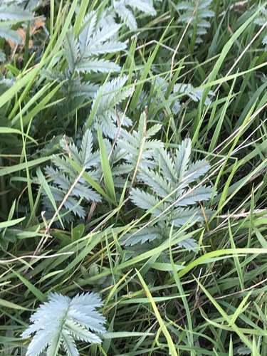 Silverweed (Argentina anserina)