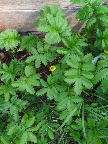 Silverweed (Argentina anserina)