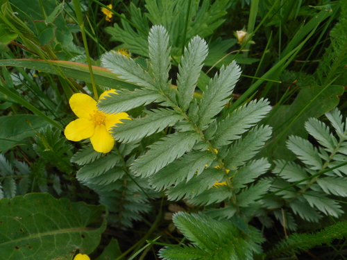 Silverweed (Argentina anserina)