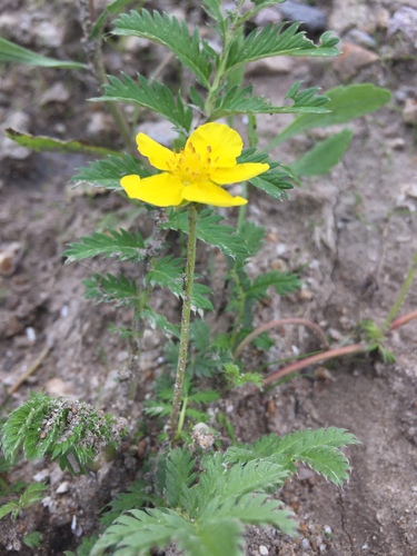 Silverweed (Argentina anserina)
