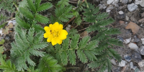 Silverweed (Argentina anserina)