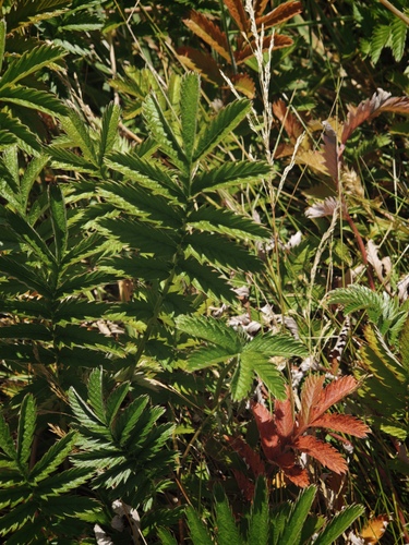 Silverweed (Argentina anserina)