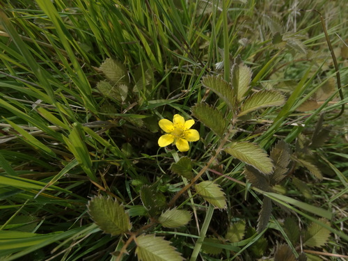 Argentina anserinoides (Argentina anserinoides)