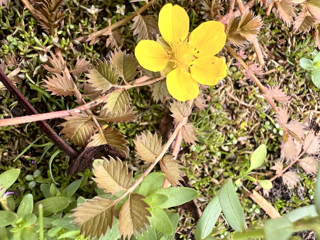 Argentina anserinoides (Argentina anserinoides)