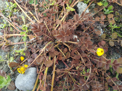 Argentina anserinoides (Argentina anserinoides)