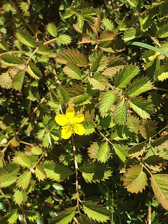 Argentina anserinoides: New Zealand Silverweed (Argentina anserinoides). Species of plant.