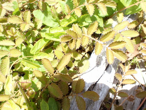 Argentina anserinoides (Argentina anserinoides)