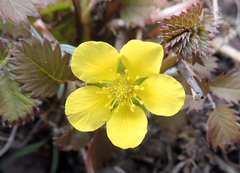 Argentina anserinoides (Argentina anserinoides)