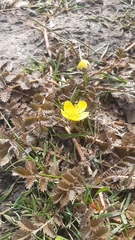 Argentina anserinoides (Argentina anserinoides)