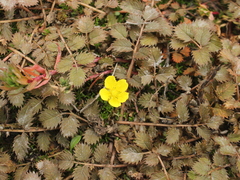 Argentina anserinoides (Argentina anserinoides)