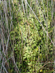 Argentina anserinoides (Argentina anserinoides)