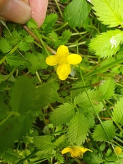 Argentina anserinoides (Argentina anserinoides)