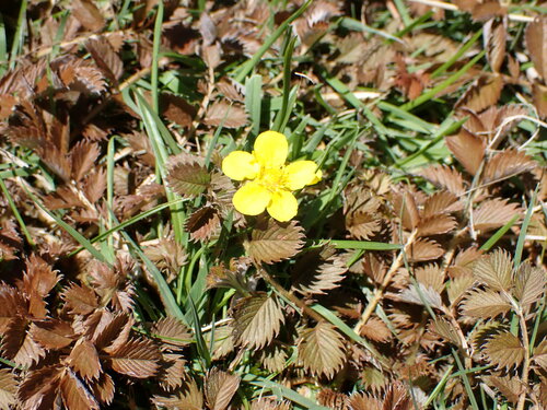 Argentina anserinoides (Argentina anserinoides)