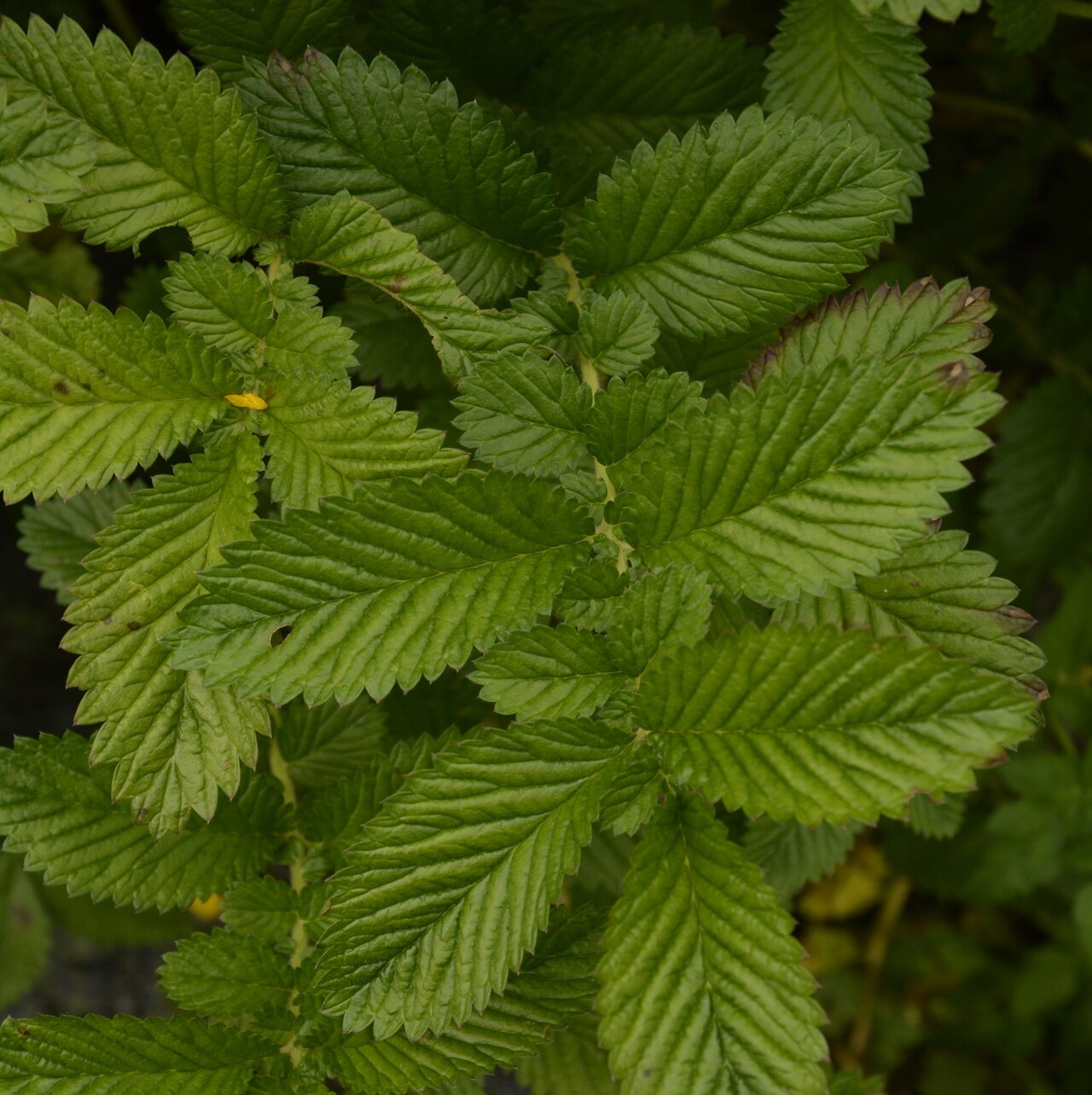 Many leaved cinquefoil: Potentilla polyphylla in India