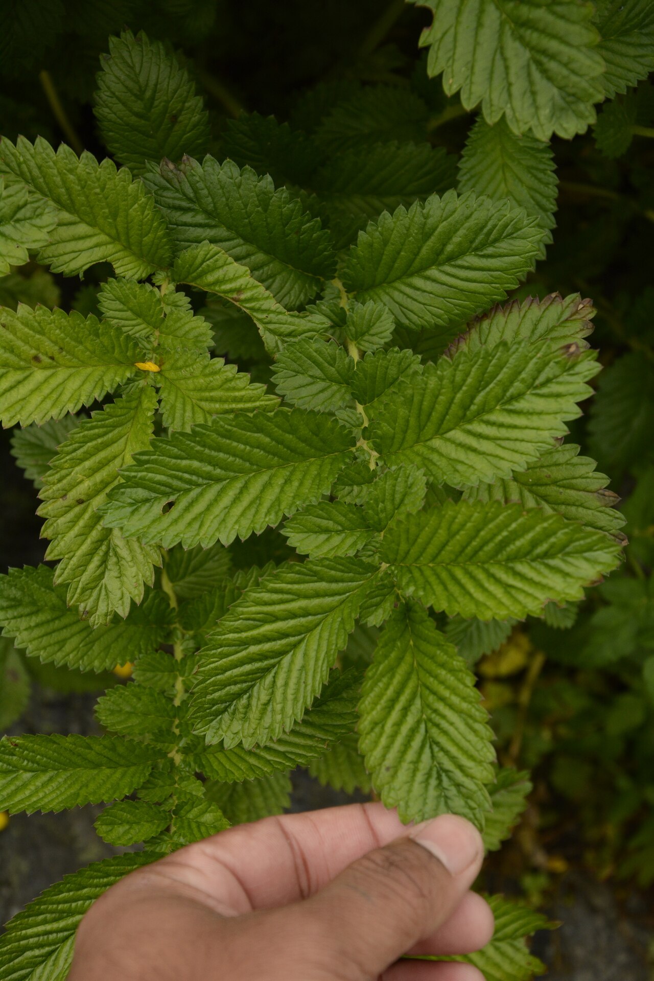 Many leaved cinquefoil: Potentilla polyphylla in India