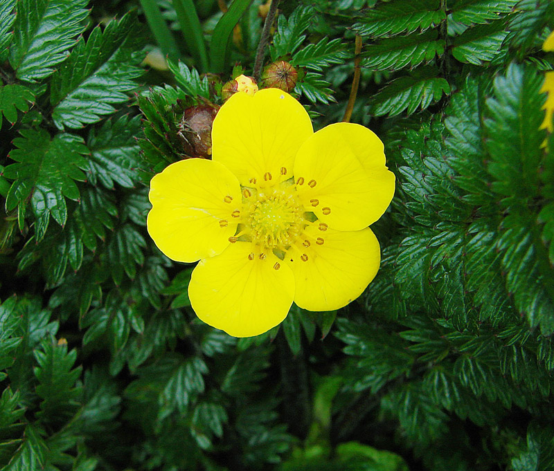 Many leaved cinquefoil: Potentilla polyphylla at Mt. Kinabalu, Sabah, Borneo