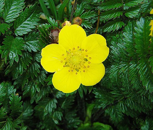 Many leaved cinquefoil: Potentilla polyphylla at Mt. Kinabalu, Sabah, Borneo