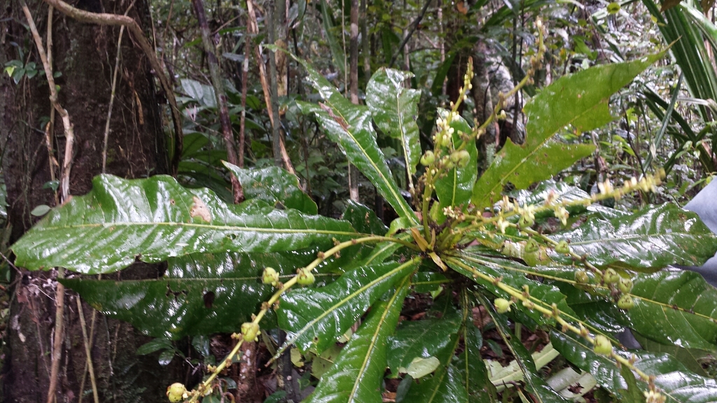 Argomuellera gigantea (Argomuellera gigantea)