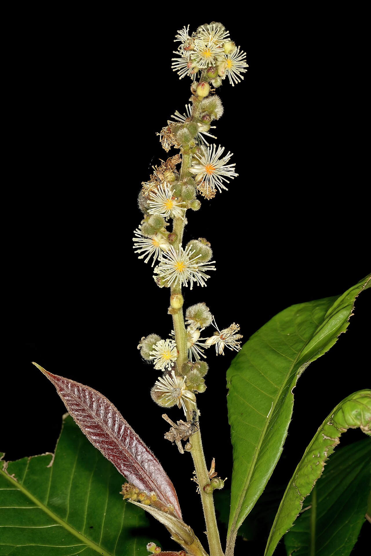 Undershrub-bigleaf: Argomuellera macrophylla , inflorescence with male flowers and developing fruit (from female flowers); Lowveld National Botanical Garden, Nelspruit, Mpumalanga,