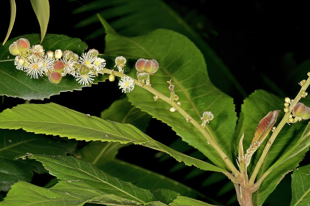 Undershrub-bigleaf: Argomuellera macrophylla , inflorescence with male flowers and developing fruit (from female flowers); Lowveld National Botanical Garden, Nelspruit, Mpumalanga,