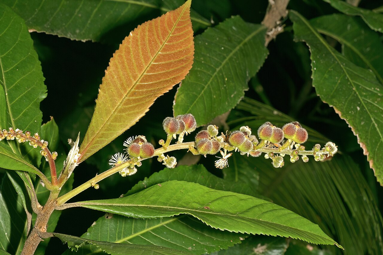 Undershrub-bigleaf: Argomuellera macrophylla , inflorescence with male flowers and developing fruit (from female flowers); Lowveld National Botanical Garden, Nelspruit, Mpumalanga,