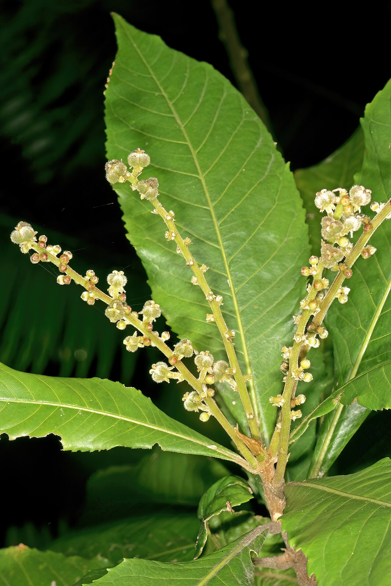 Undershrub-bigleaf: Argomuellera macrophylla , inflorescence with mainly developing fruit (from female flowers); Lowveld National Botanical Garden, Nelspruit, Mpumalanga, South Afr