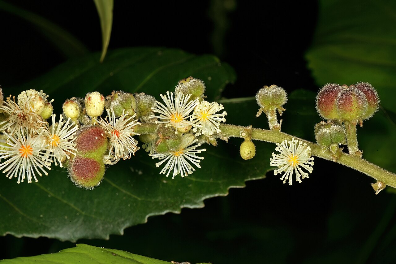 Undershrub-bigleaf: Argomuellera macrophylla , inflorescence with male flowers and developing fruit (from female flowers); Lowveld National Botanical Garden, Nelspruit, Mpumalanga,