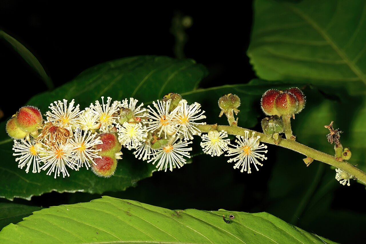 Undershrub-bigleaf: Argomuellera macrophylla , inflorescence with male flowers and developing fruit (from female flowers); Lowveld National Botanical Garden, Nelspruit, Mpumalanga,