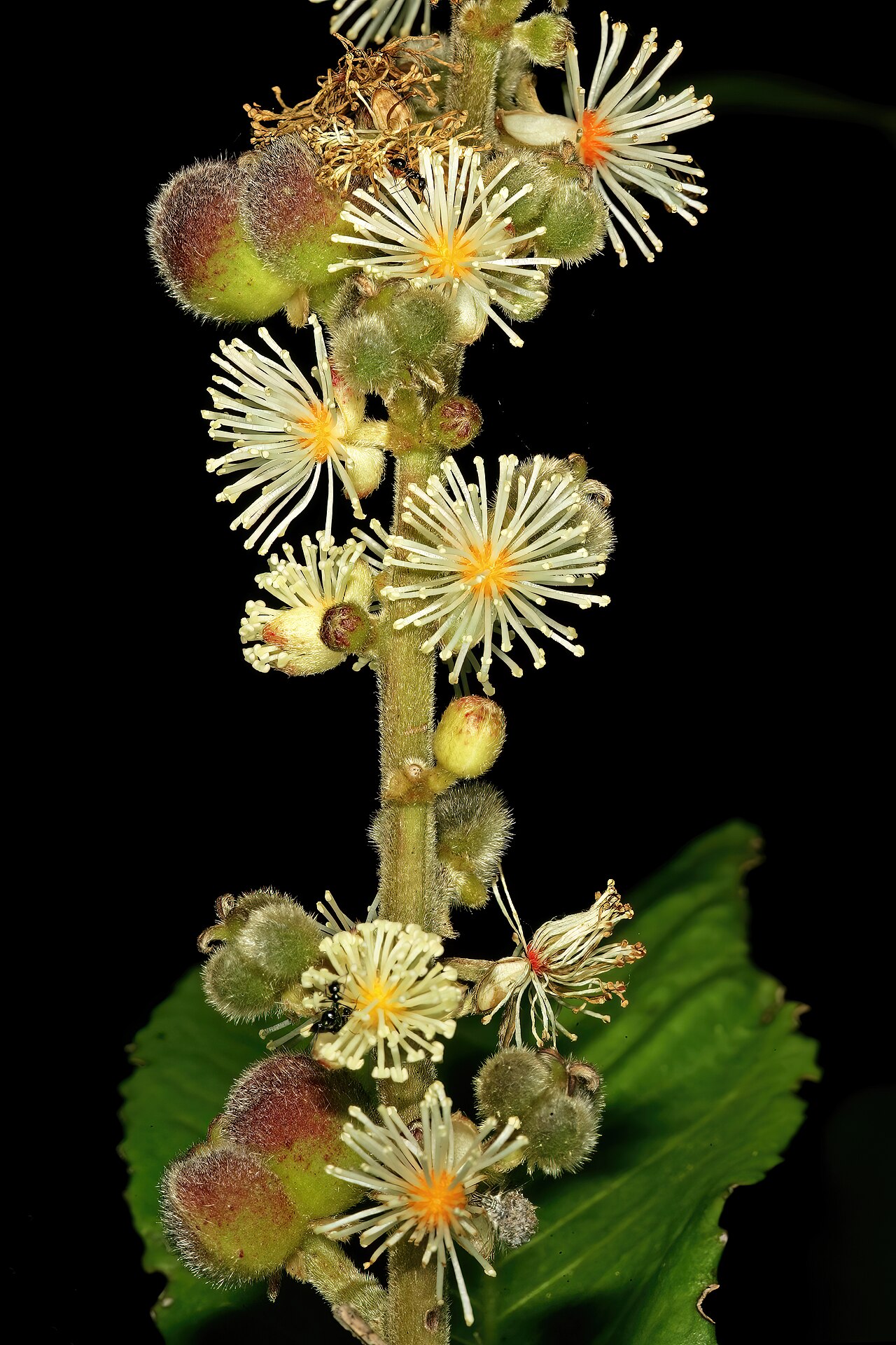 Undershrub-bigleaf: Argomuellera macrophylla , inflorescence with male flowers and developing fruit (from female flowers); Lowveld National Botanical Garden, Nelspruit, Mpumalanga,