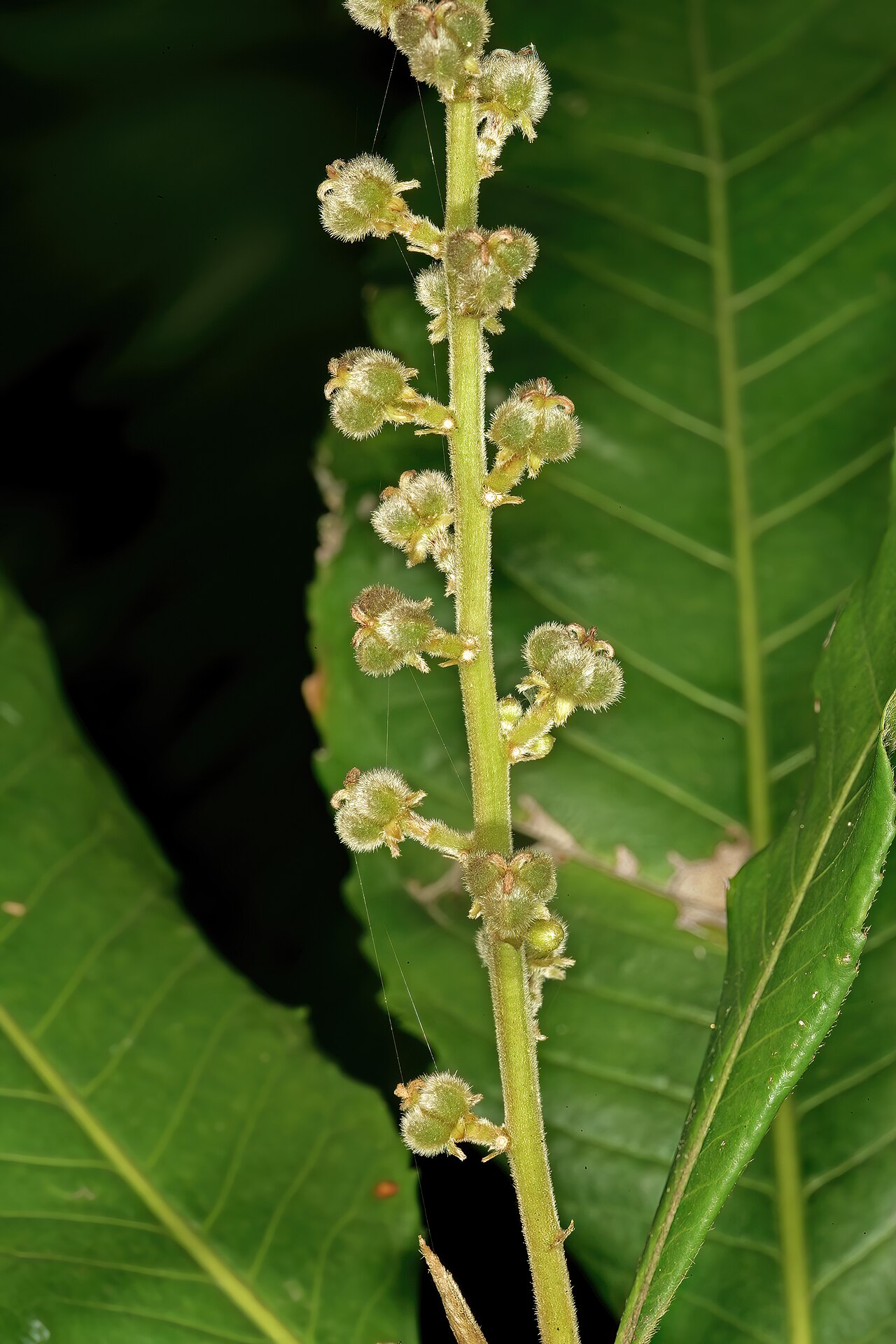 Undershrub-bigleaf: Argomuellera macrophylla , inflorescence with developing fruit (from female flowers); Lowveld National Botanical Garden, Nelspruit, Mpumalanga, South Africa