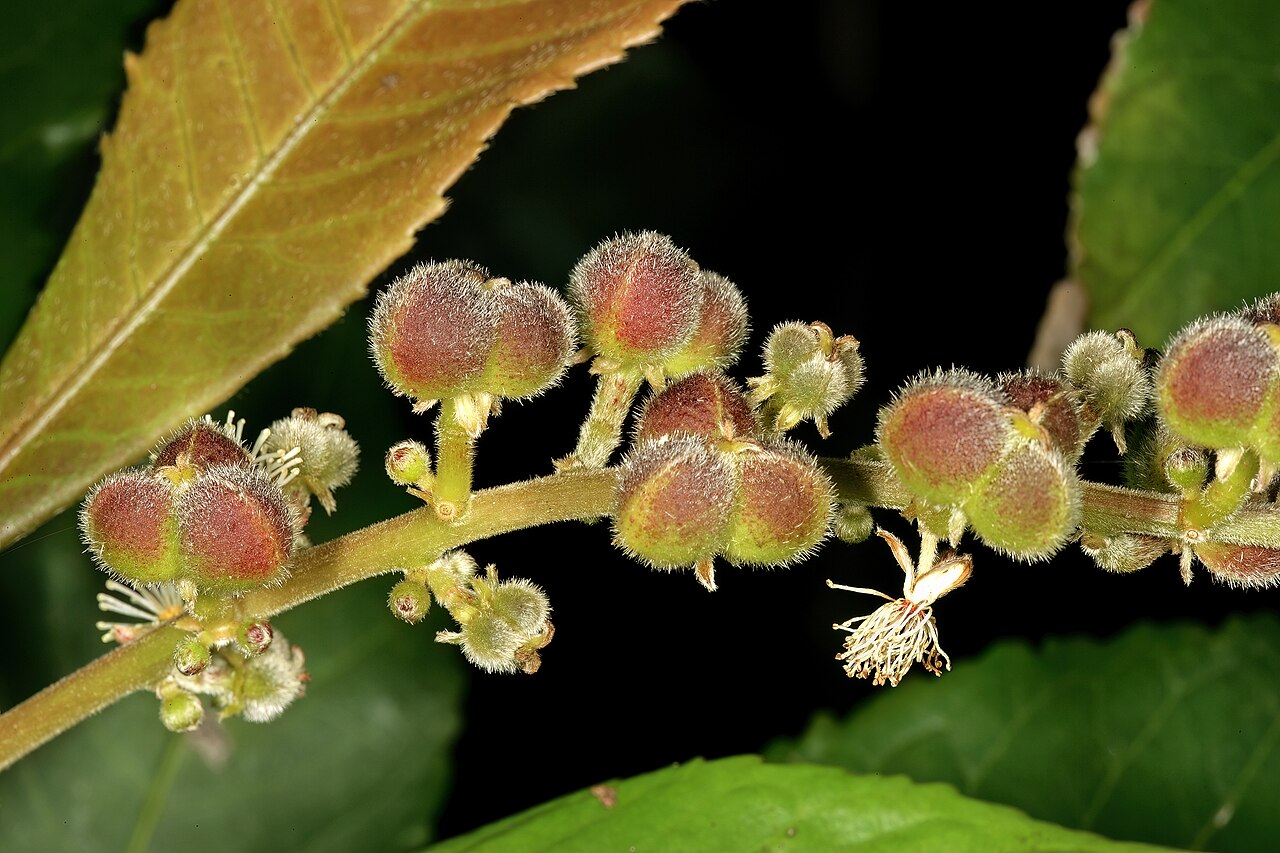 Undershrub-bigleaf: Argomuellera macrophylla , inflorescence with mainly developing fruit (from female flowers), and one faded male flower; Lowveld National Botanical Garden, Nelsp
